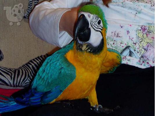 PoulaTo: Μιλώντας μπλε και χρυσός παπαγάλος Macaw για νέα σπίτια